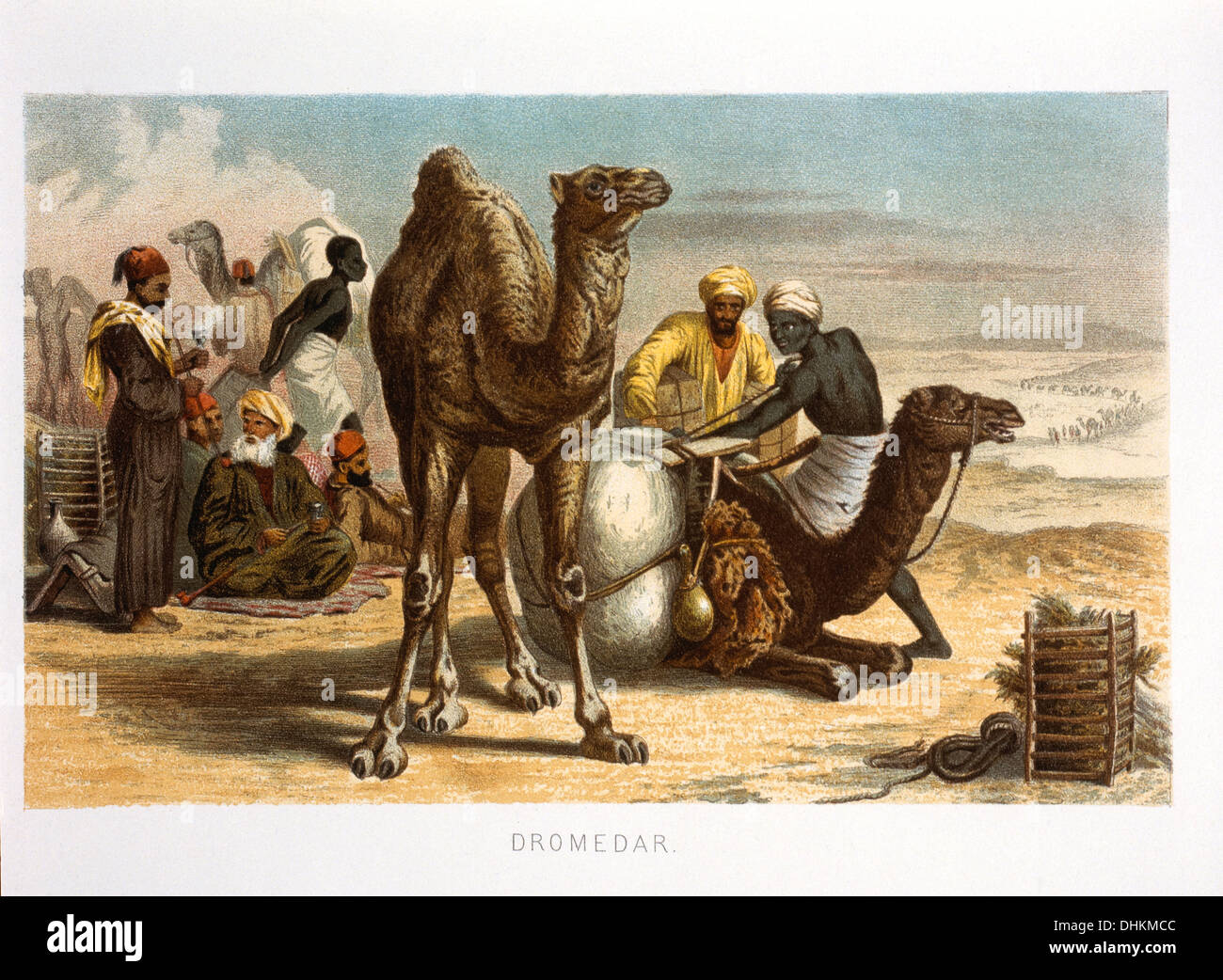 Dromedari, Camelus dromedarius, Chromolithograph, 1898 Foto Stock