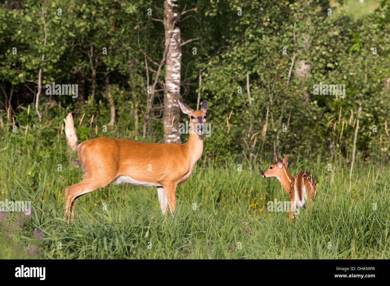 White-tailed doe e fawn in un campo estivo Foto Stock