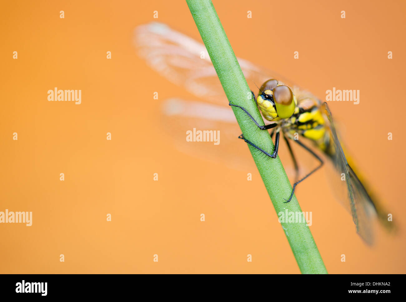 Comune Femmina Darter dragonfly appoggiato accanto a una brughiera coperta di Arne, Dorset, Regno Unito Foto Stock