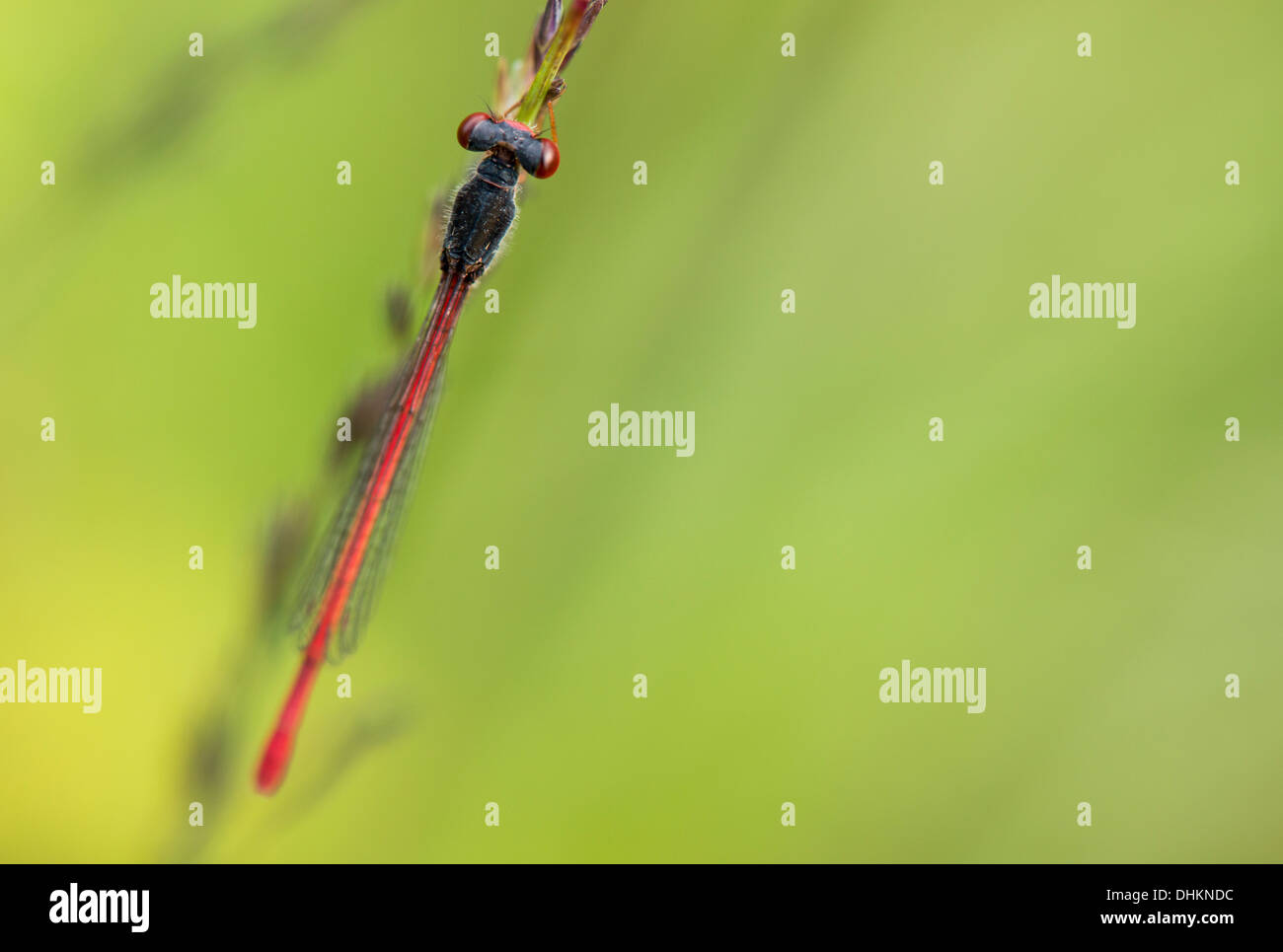 Piccolo rosso damselfly appoggiata da una brughiera coperta di Arne, Dorset, Regno Unito Foto Stock