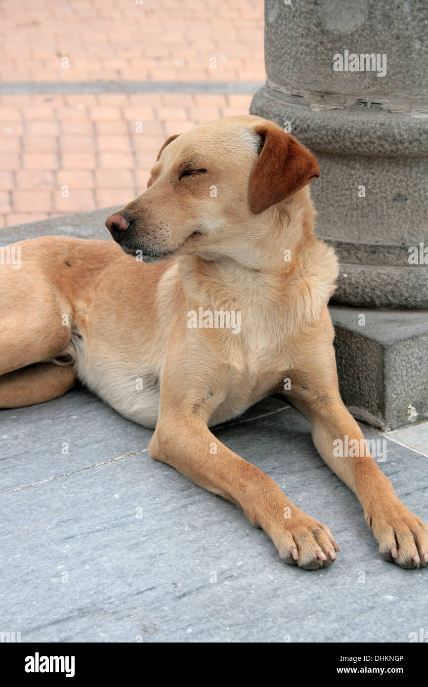 Un cane marrone che giace accanto ad un pilastro di pietra in un parco in Cotacachi, Ecuador Foto Stock