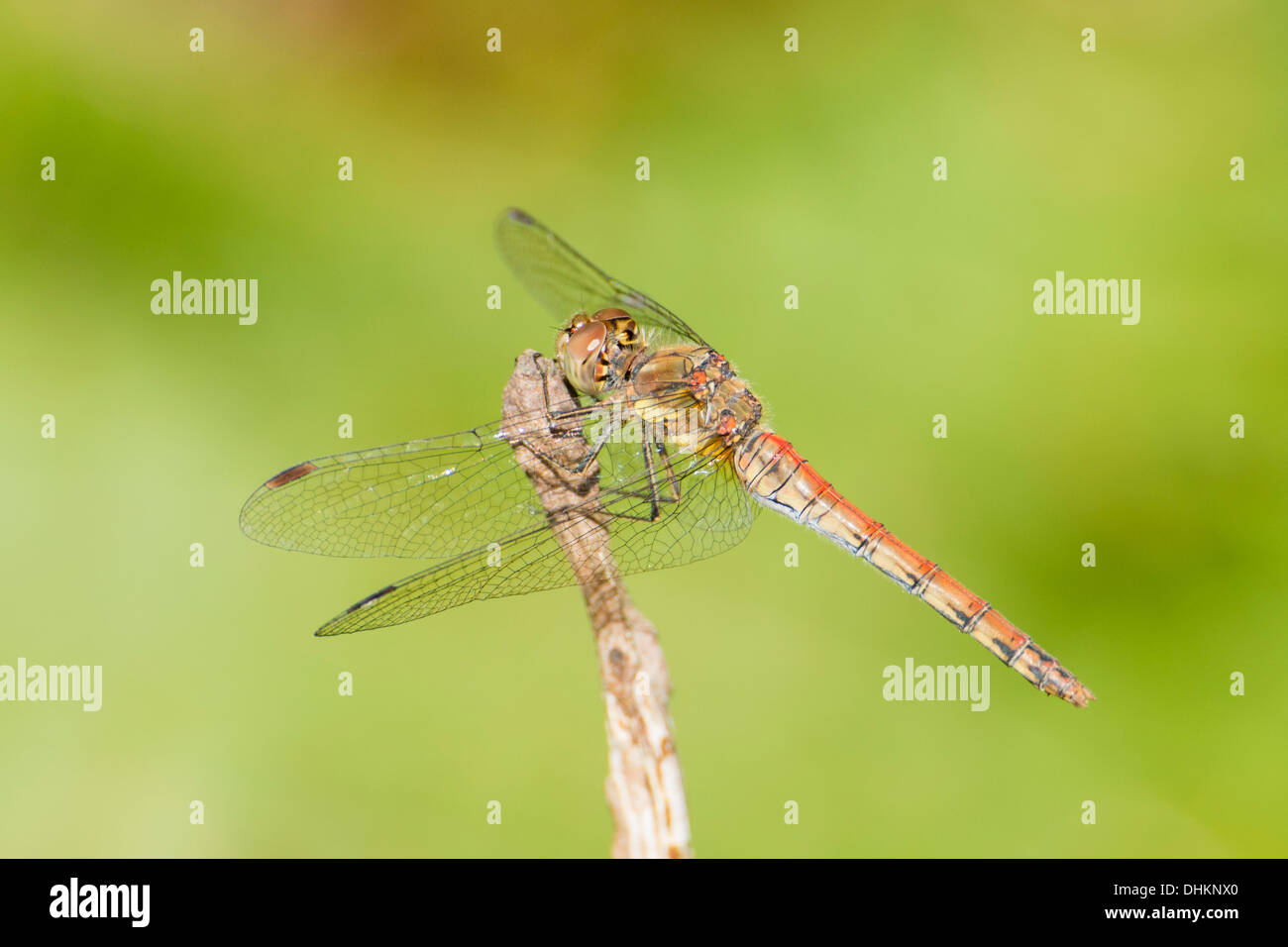 Comune maschio Darter dragonfly appoggiato accanto a una brughiera coperta di Arne, Dorset, Regno Unito Foto Stock