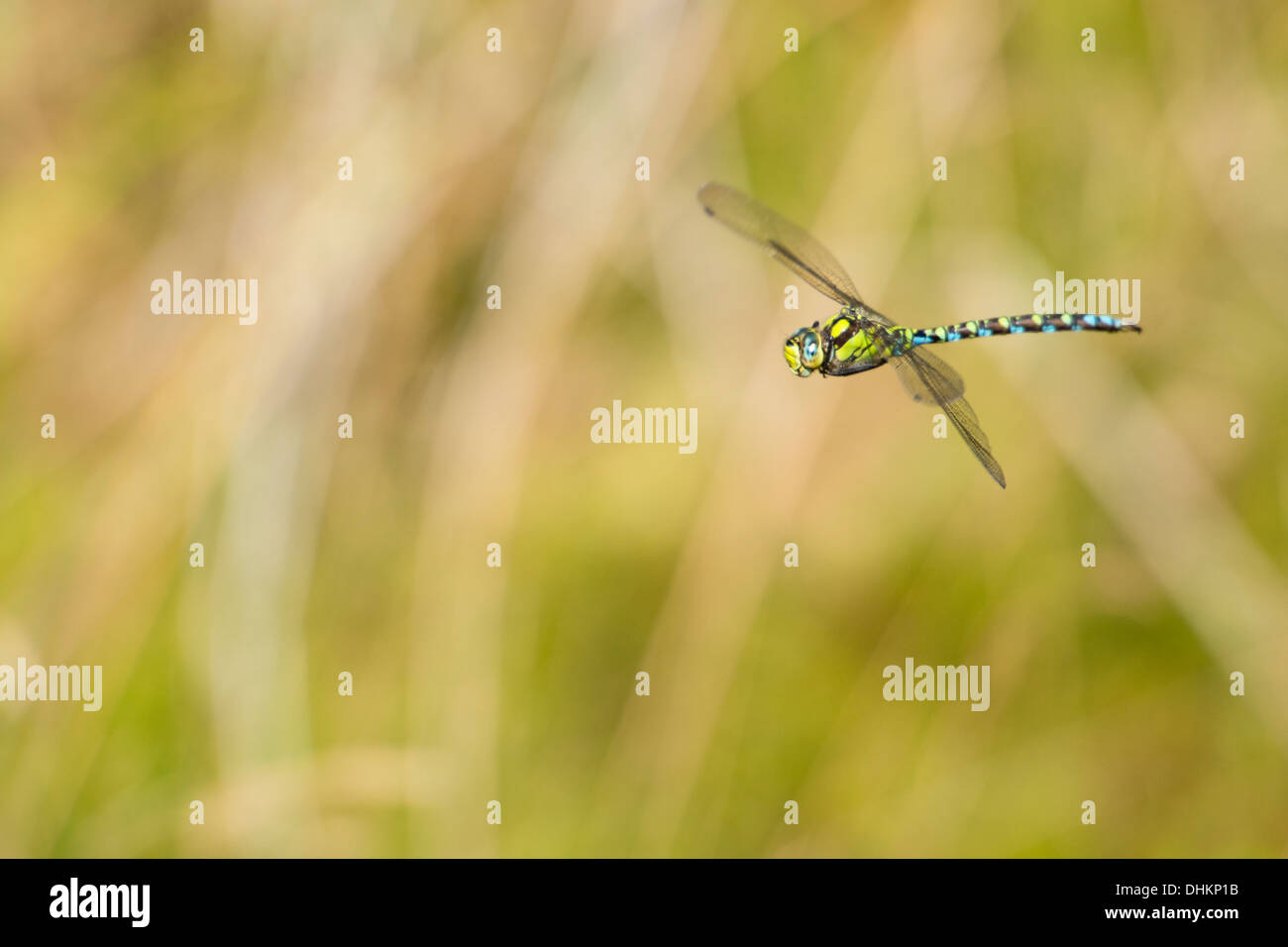 Southern Hawker dragonfly pattugliamento attorno ad uno stagno in Dorset Foto Stock