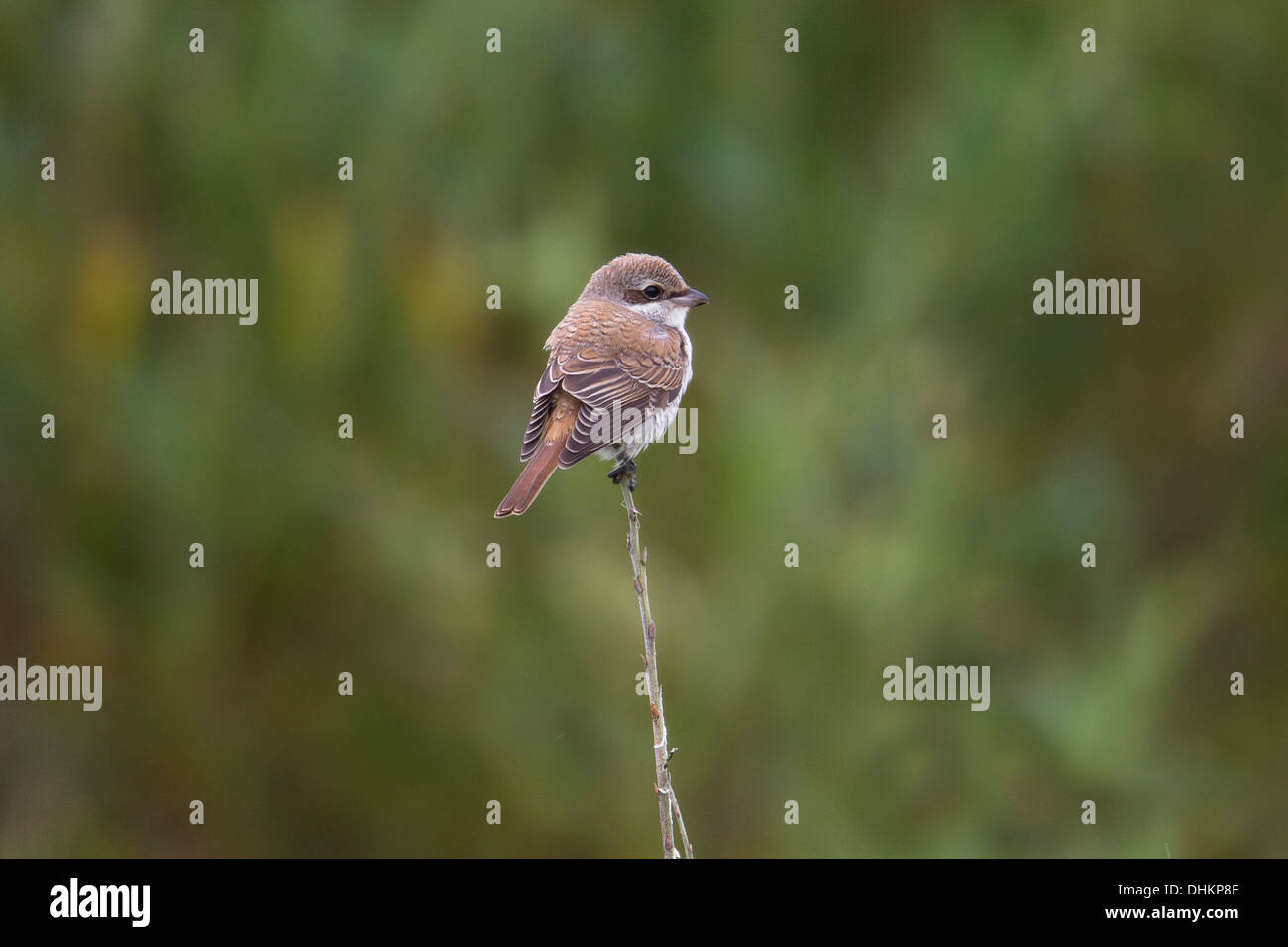 I capretti Red-backed Shrike Lanius collurio Shetland, Scotland, Regno Unito Foto Stock