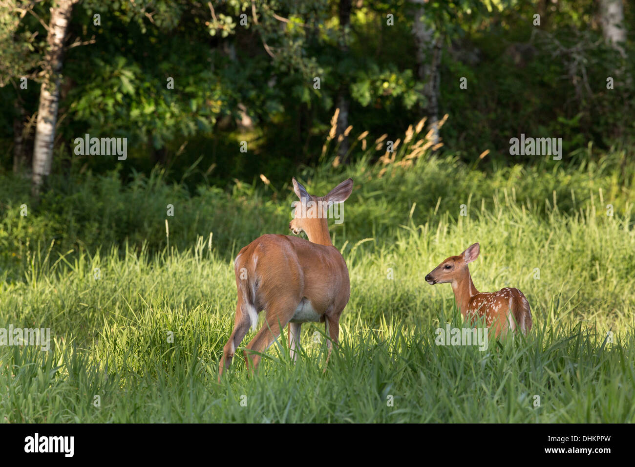 White-tailed doe e fawn in un campo estivo Foto Stock