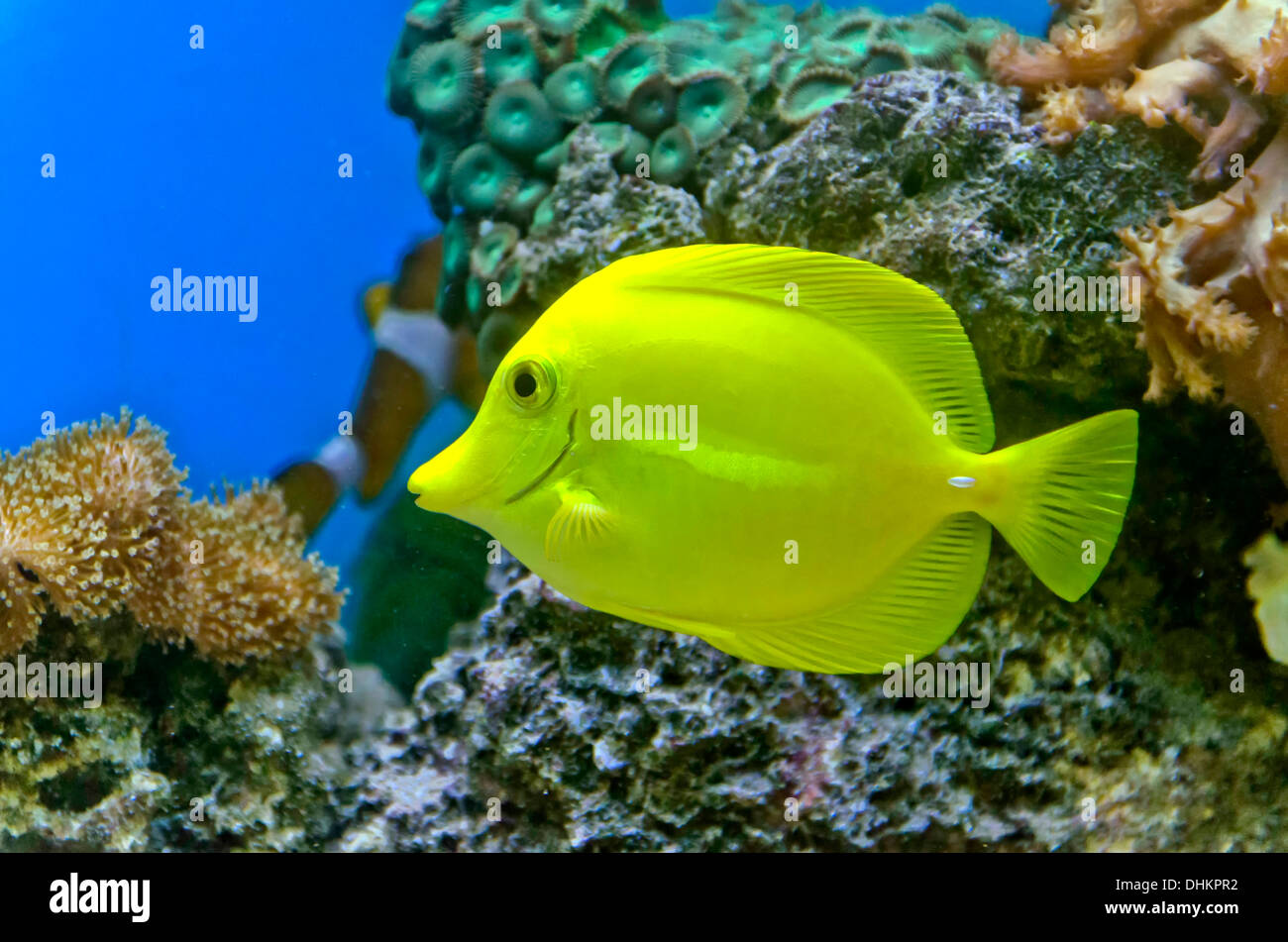 Pesce d'oro e colorata barriera corallina con molti tipi diversi di coralli Foto Stock
