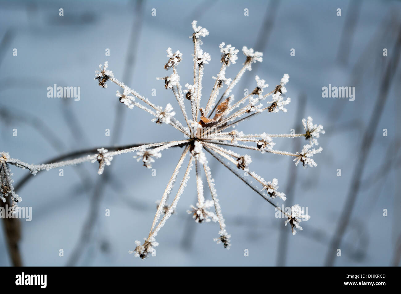 Aghi di un gelo invernale su una solitaria & dead flower Foto Stock