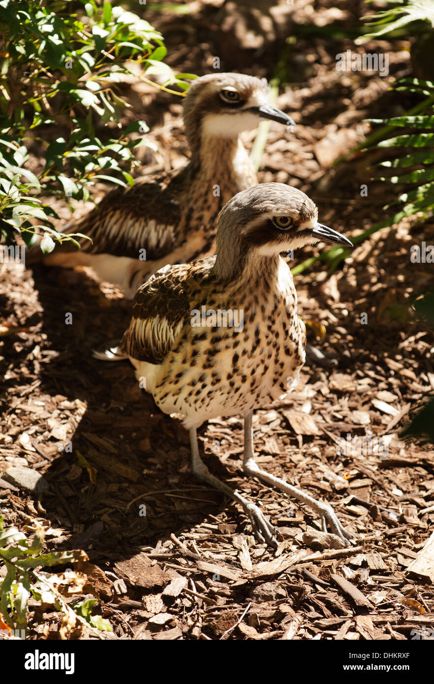 Curlew o bussola di pietra (curlew Burhinus grallarius). Foto Stock