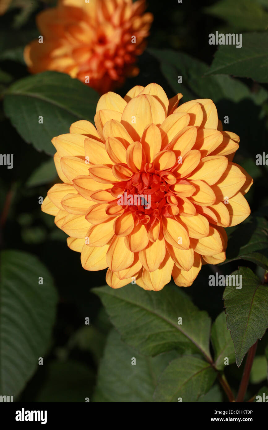 Orange Fiore Dahlia, Asteraceae. Foto Stock