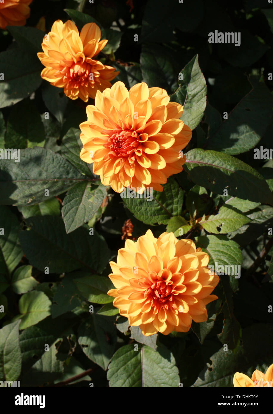 Orange Fiore Dahlia, Asteraceae. Foto Stock