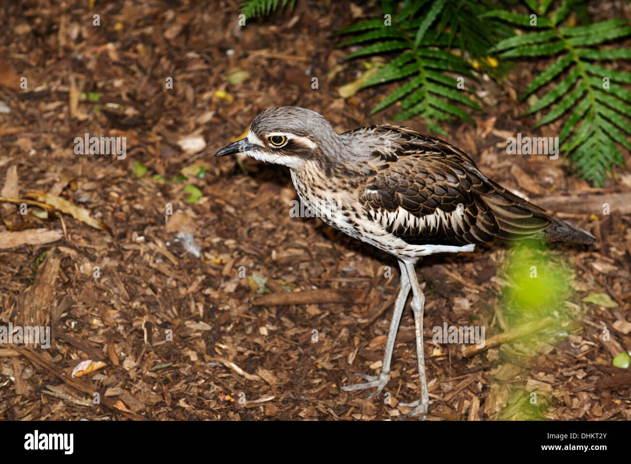 Curlew o bussola di pietra (curlew Burhinus grallarius). Foto Stock