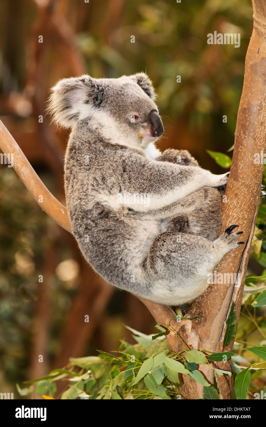 Koala (Phascolarctos cinereus) in appoggio con i giovani, parzialmente nascosti. Foto Stock