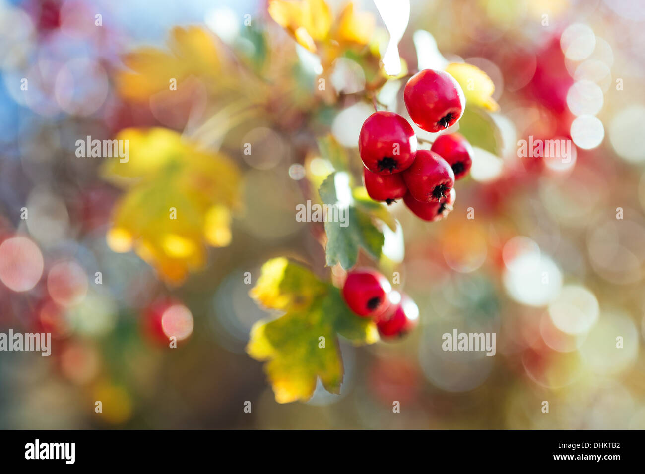 Mature biancospino in autunno Foto Stock