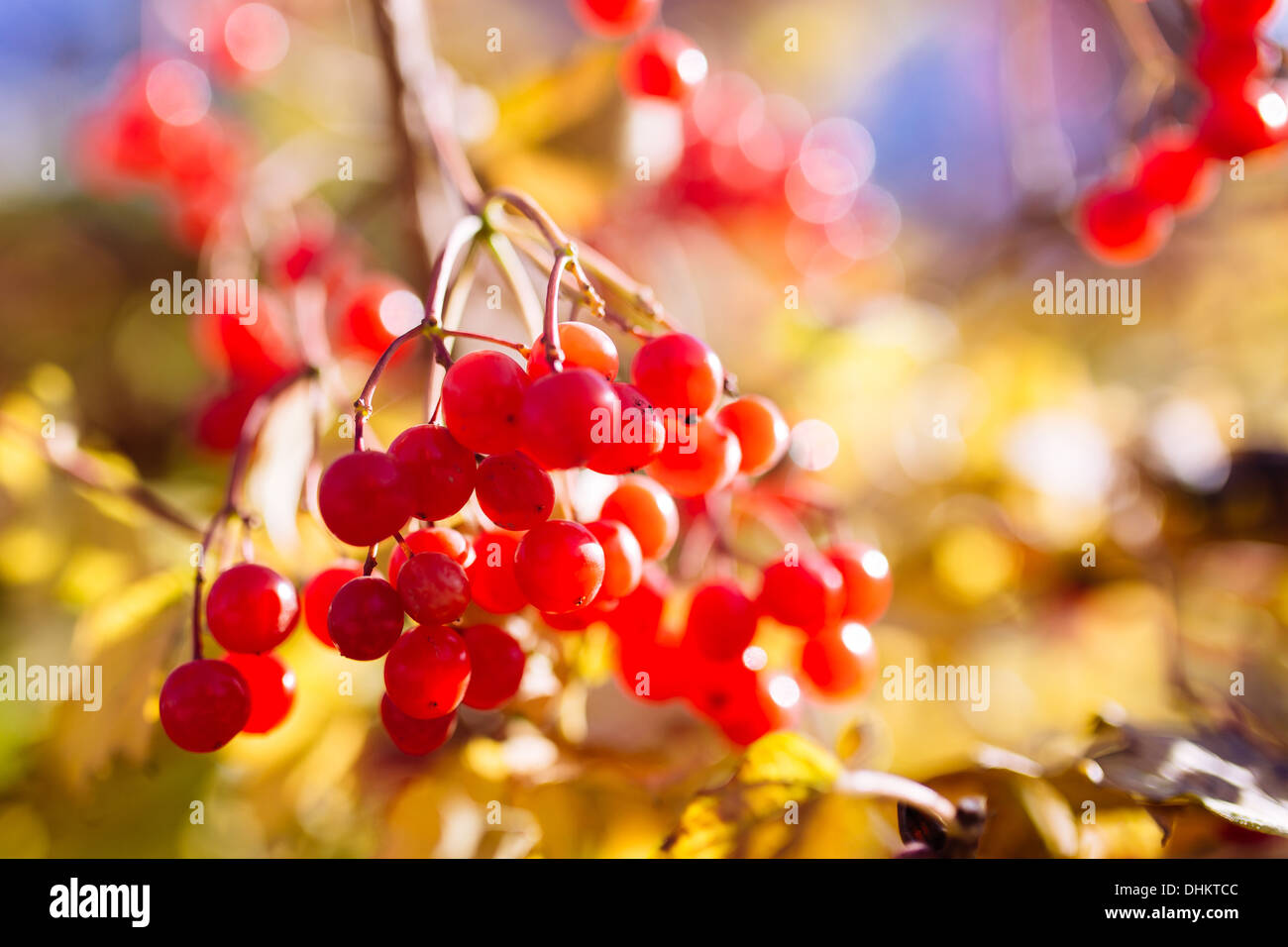 Red Viburnum bacche nella struttura ad albero Foto Stock