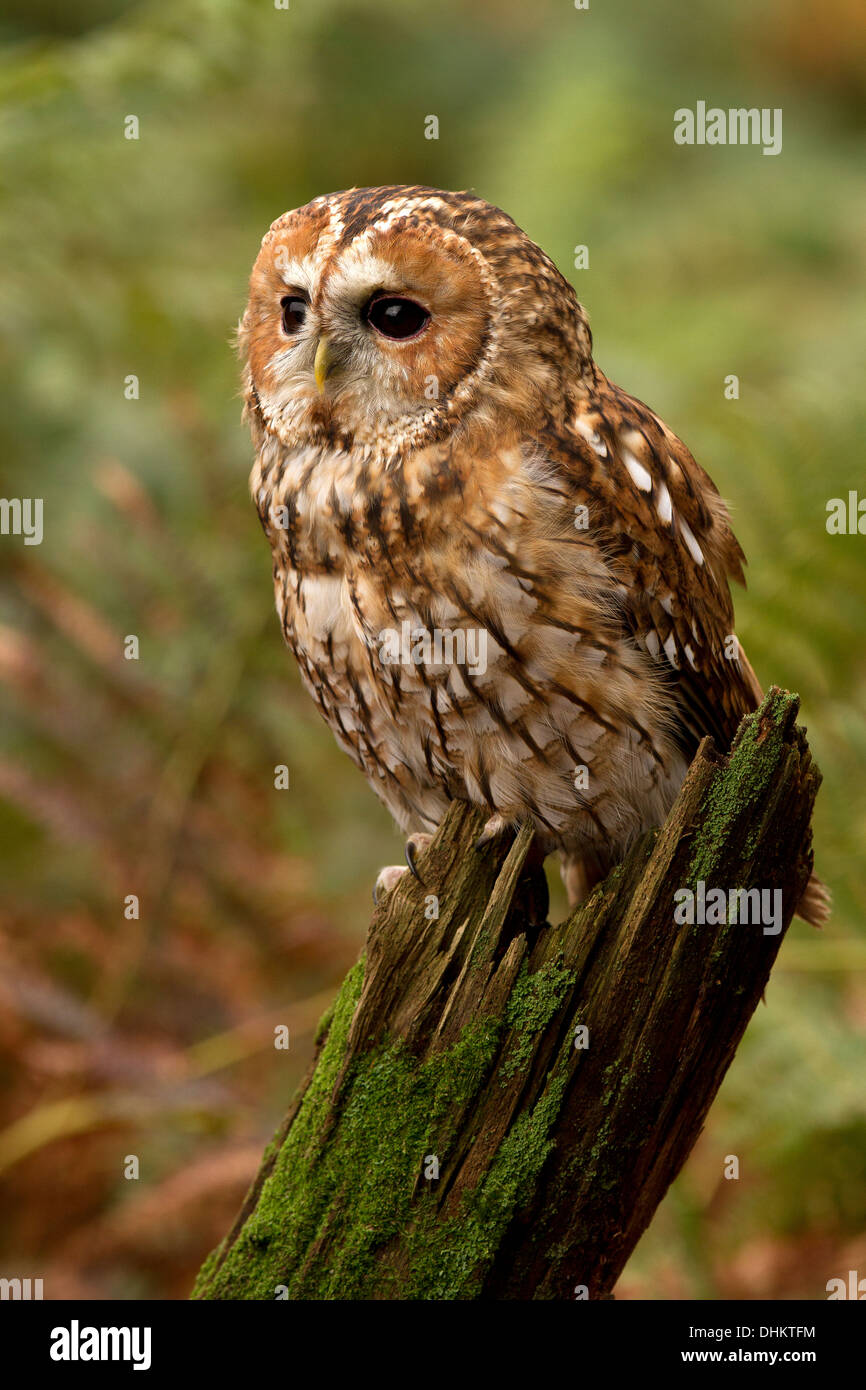 Allocco Strix aluco seduti su un ceppo di albero Foto Stock