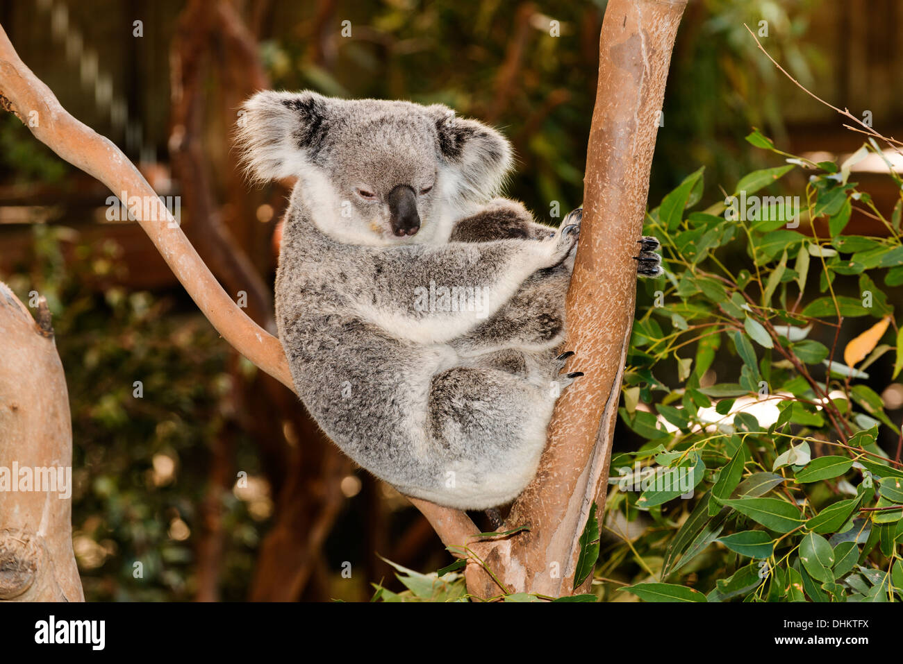 Koala (Phascolarctos cinereus) in appoggio con i giovani, parzialmente nascosti. Foto Stock