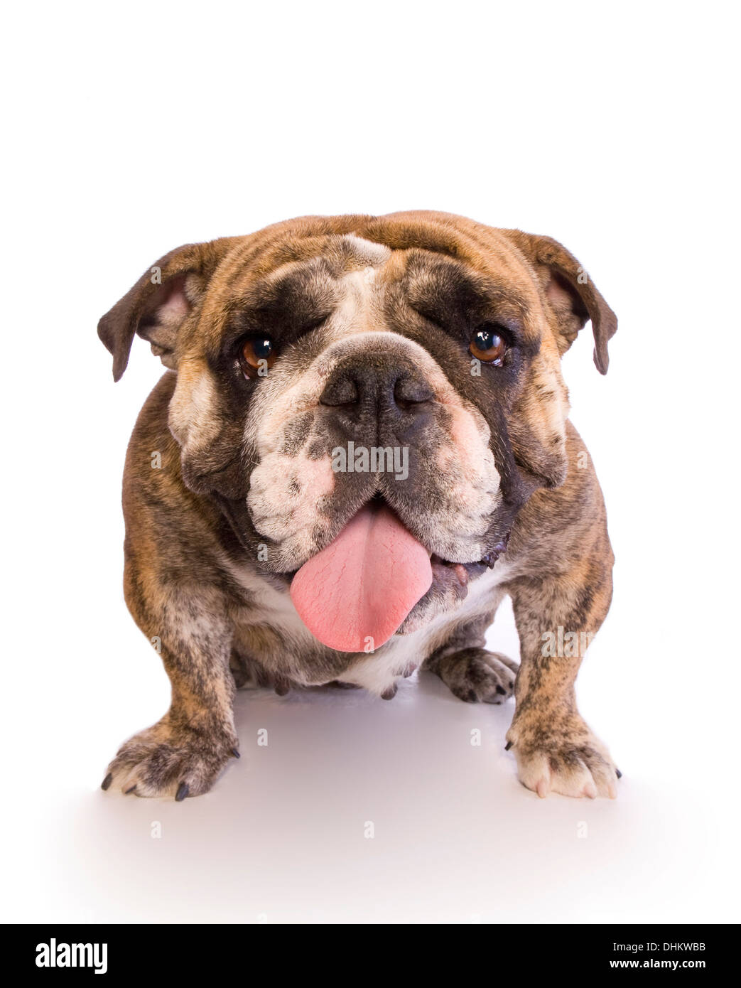 Bulldog inglese sorridente con la lingua di fuori isolato su bianco Foto Stock