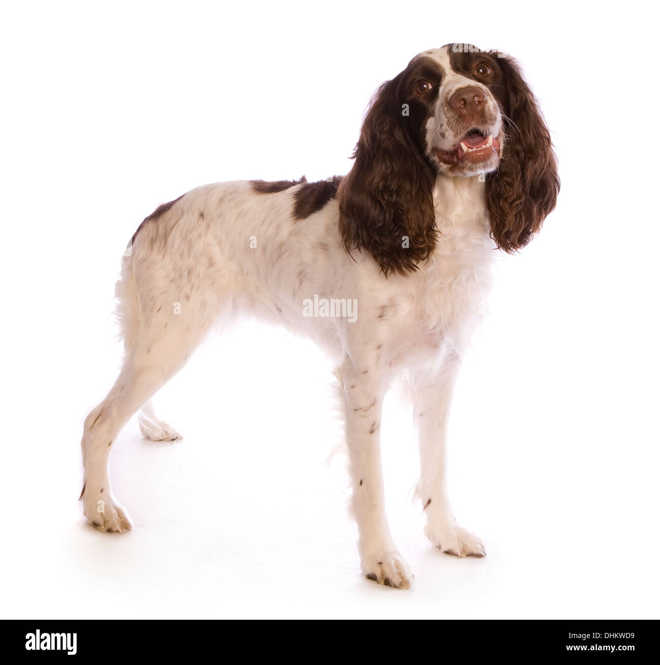 Springer Spaniel cane vista laterale isolata su sfondo bianco Foto Stock