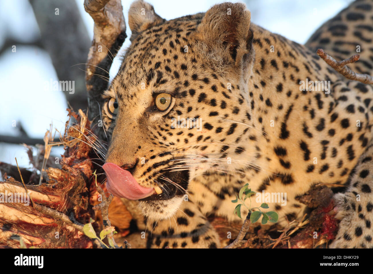 Maxabene feste di Leopard su un impala su un albero in Londolozi, Sabi Sands Foto Stock