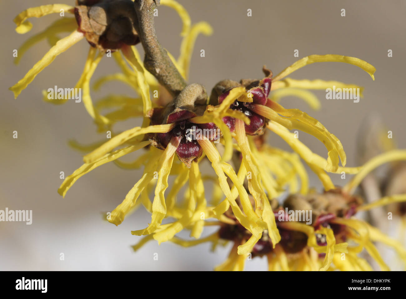 Witchhazel Foto Stock