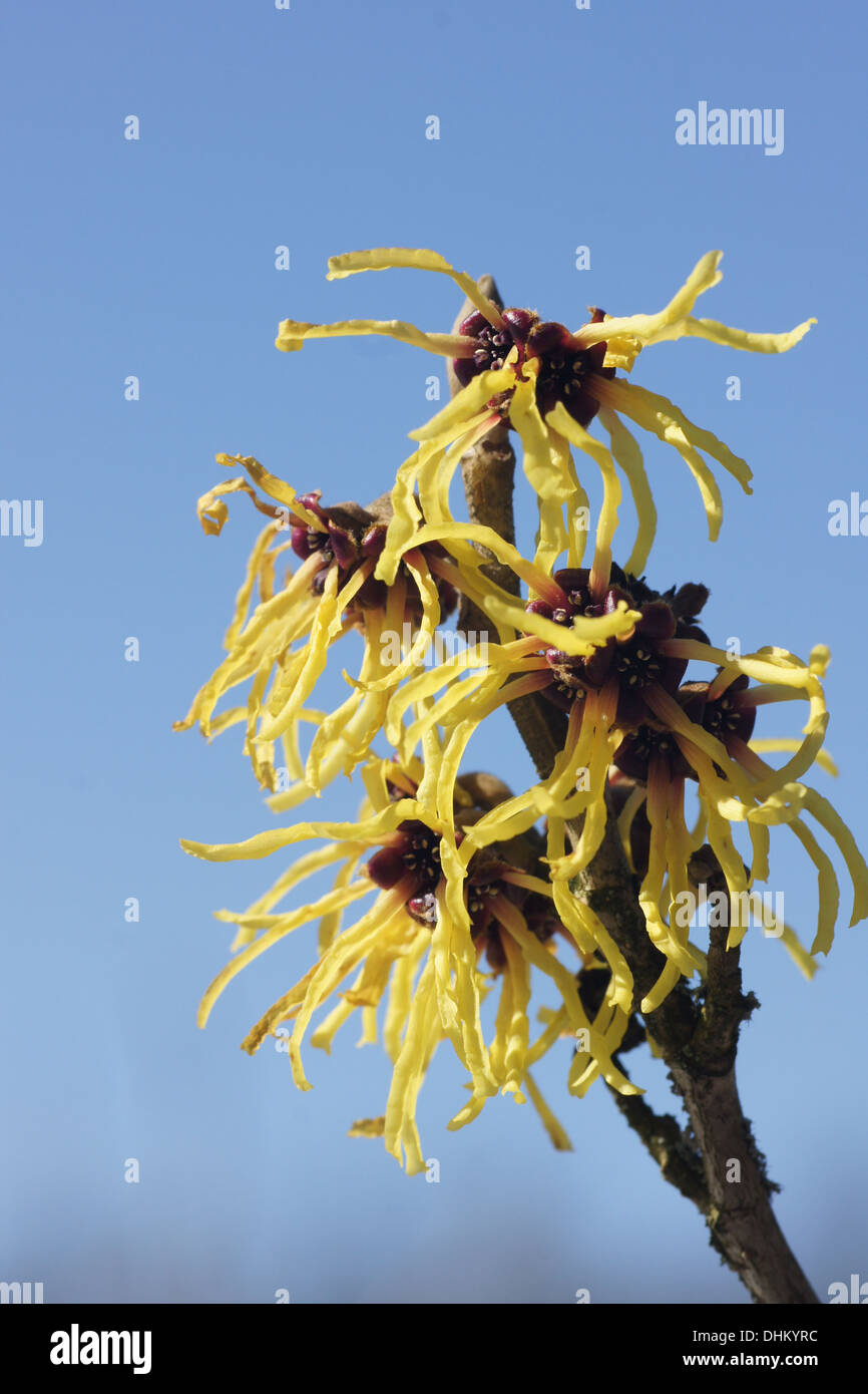 Witchhazel Foto Stock