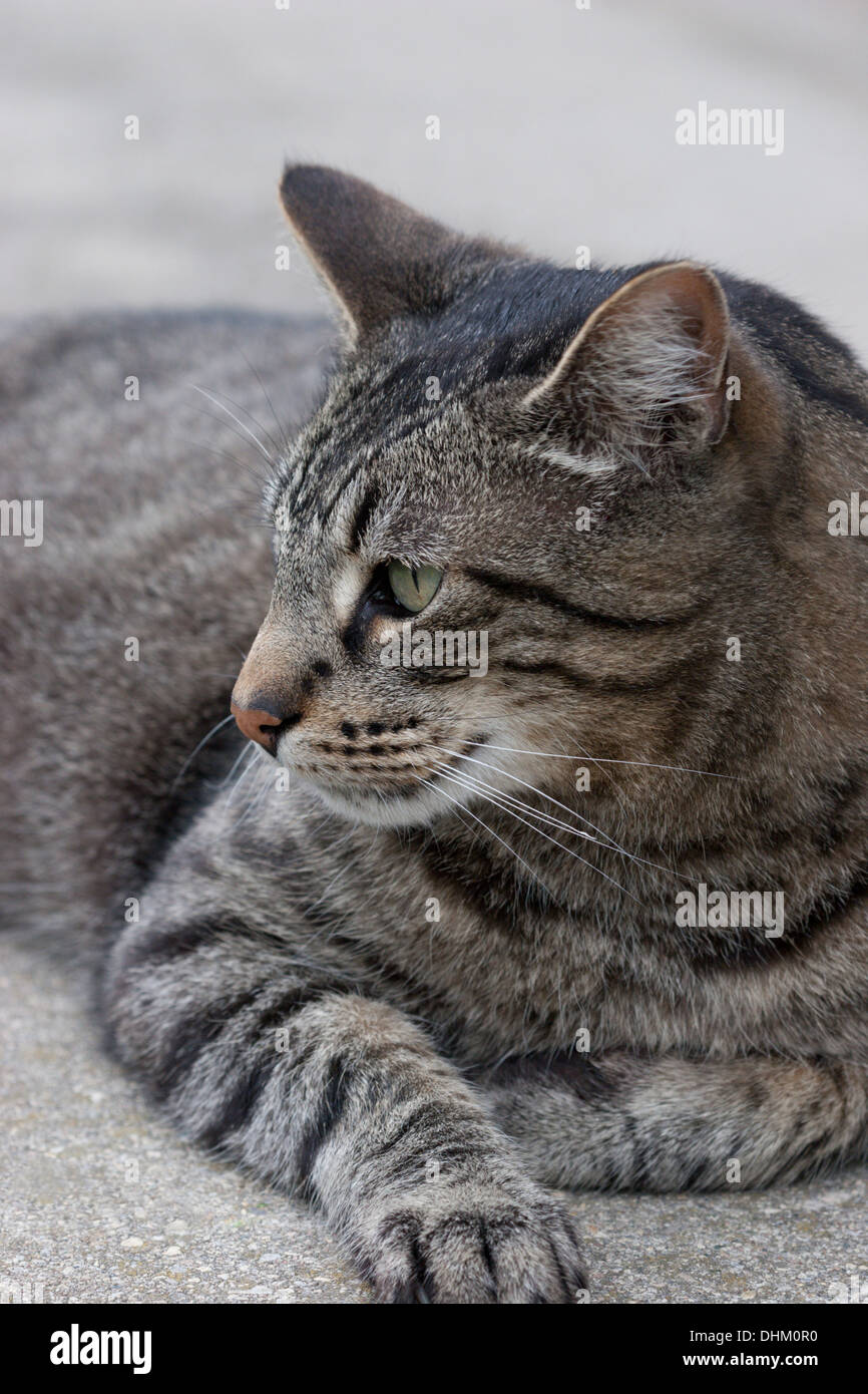 tabby gatto casa Foto Stock