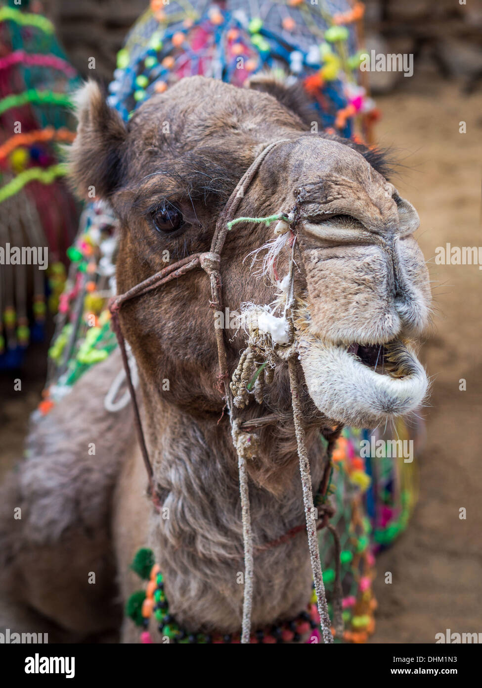 Colpo di testa di un cammello nel deserto di Rajasthani. Foto Stock