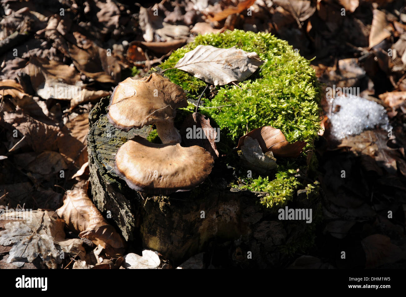 Treestump con funghi e moss Foto Stock