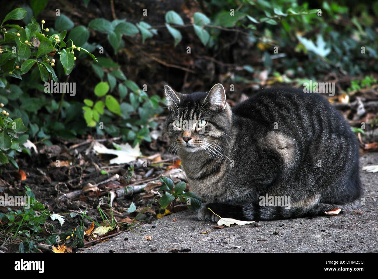 Il gatto domestico,pone con una forte attenzione per la preda e predatori simili nella stagione autunnale. Foto Stock Il gatto domestico,pone con una forte attenzione per la preda e predatori simili nella stagione autunnale. Foto Stock