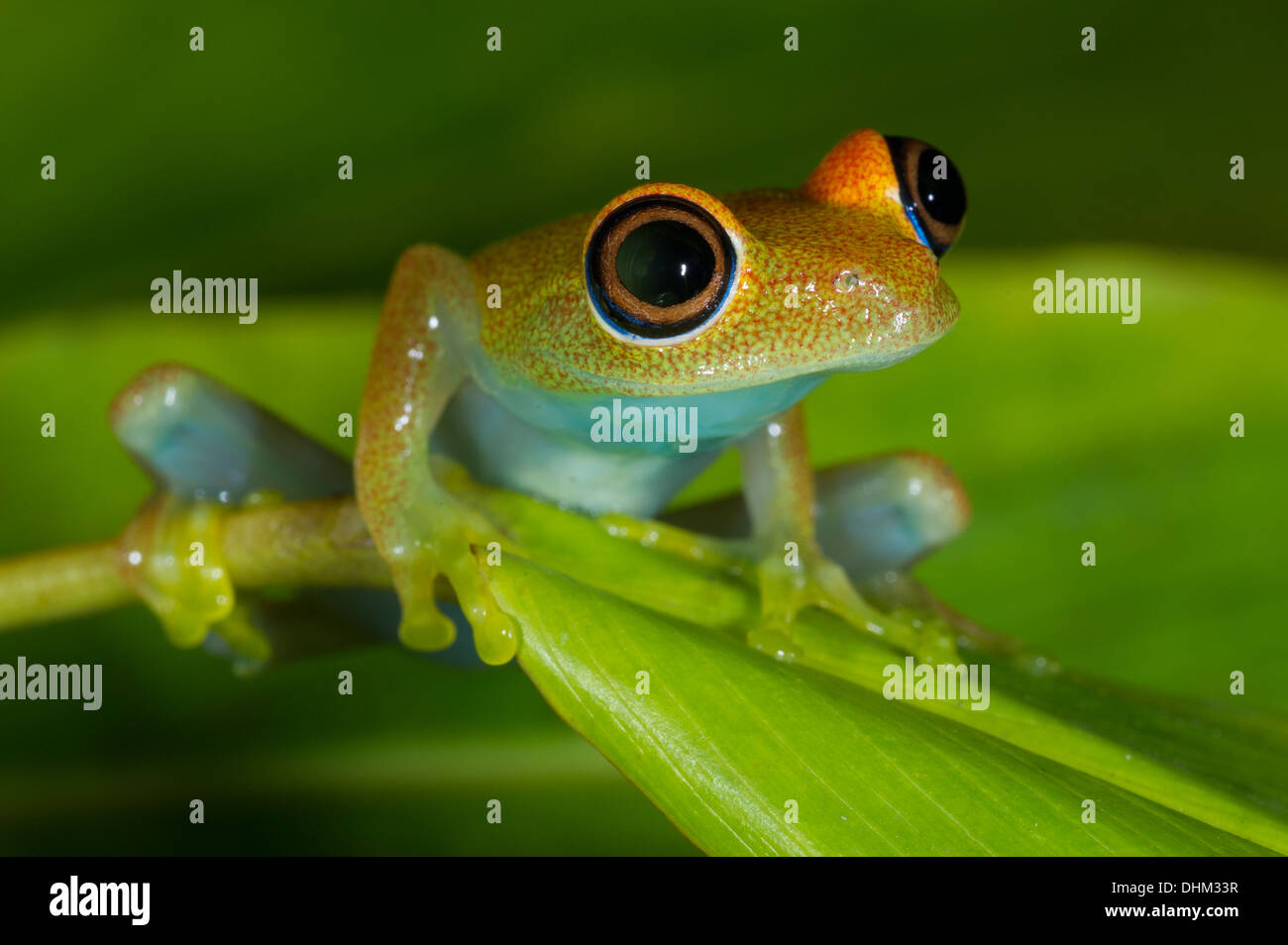 Rana, Boophis viridis, Analamazaotra speciale riserva Andasibe Mantadia National Park, Madagascar Foto Stock