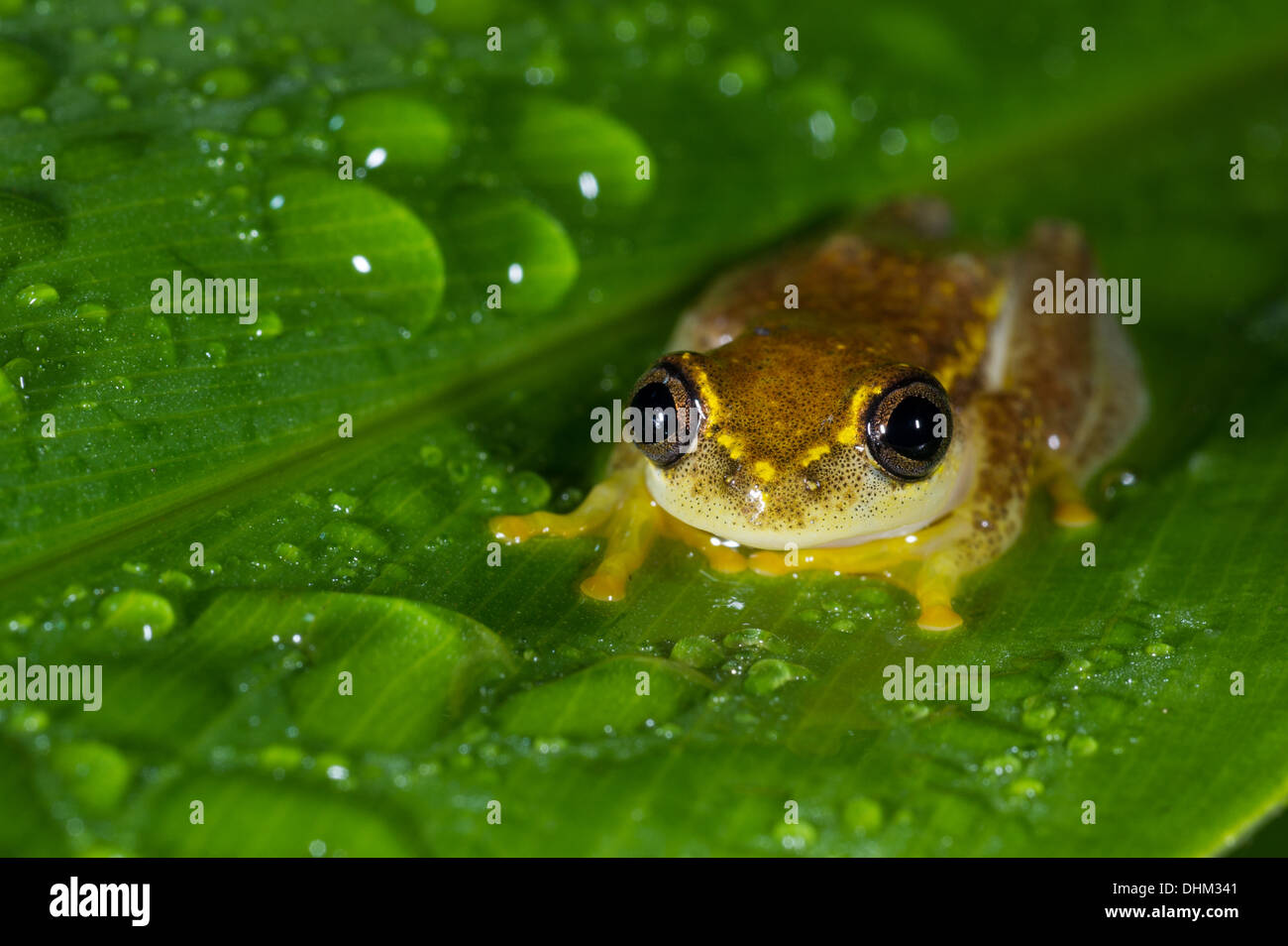 Rana, Heterixalus betsileo, Analamazaotra speciale riserva Andasibe Mantadia National Park, Madagascar Foto Stock