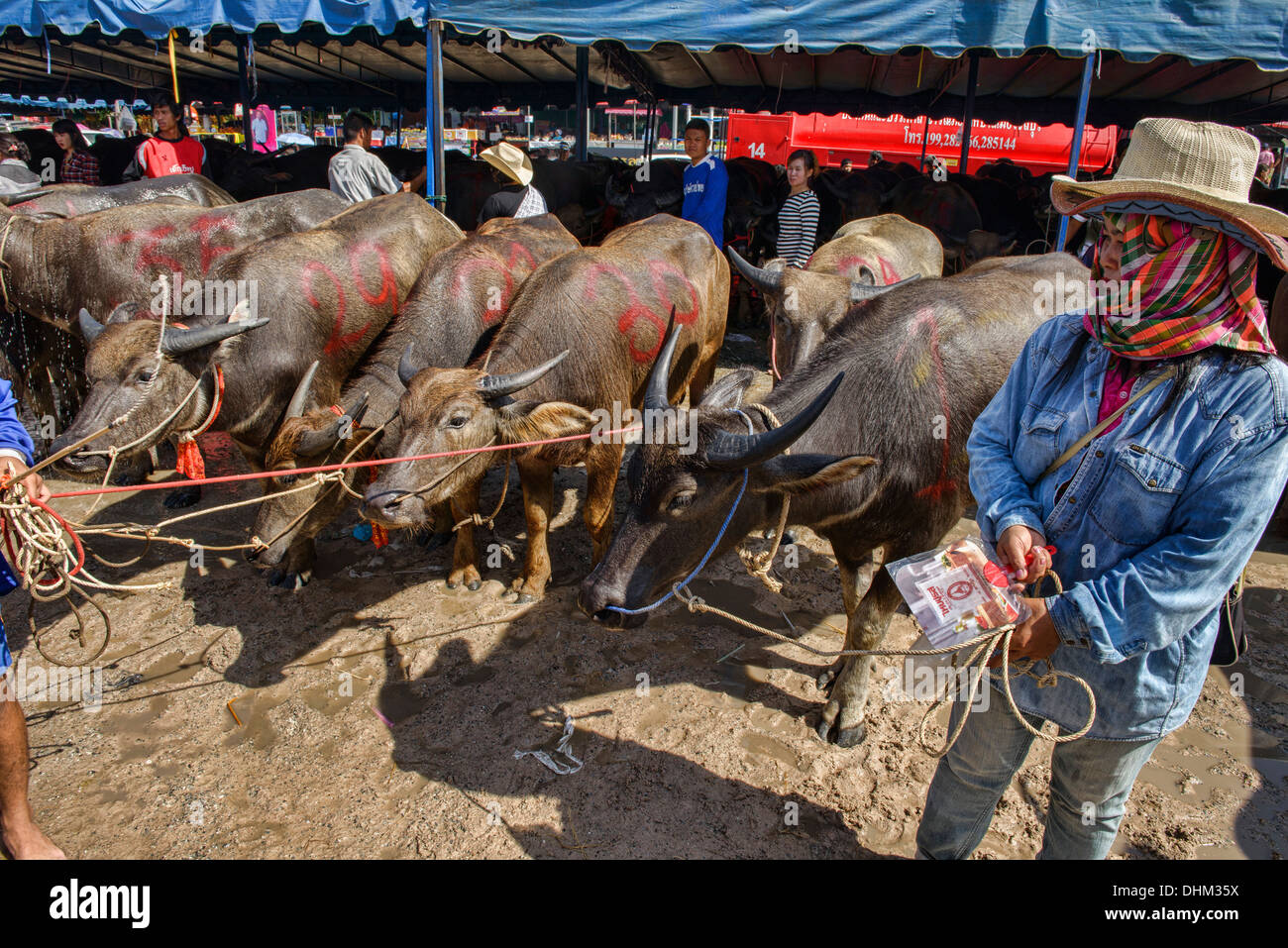 Bufali d'acqua in Chonburi Buffalo Racing Festival, Thailandia Foto Stock