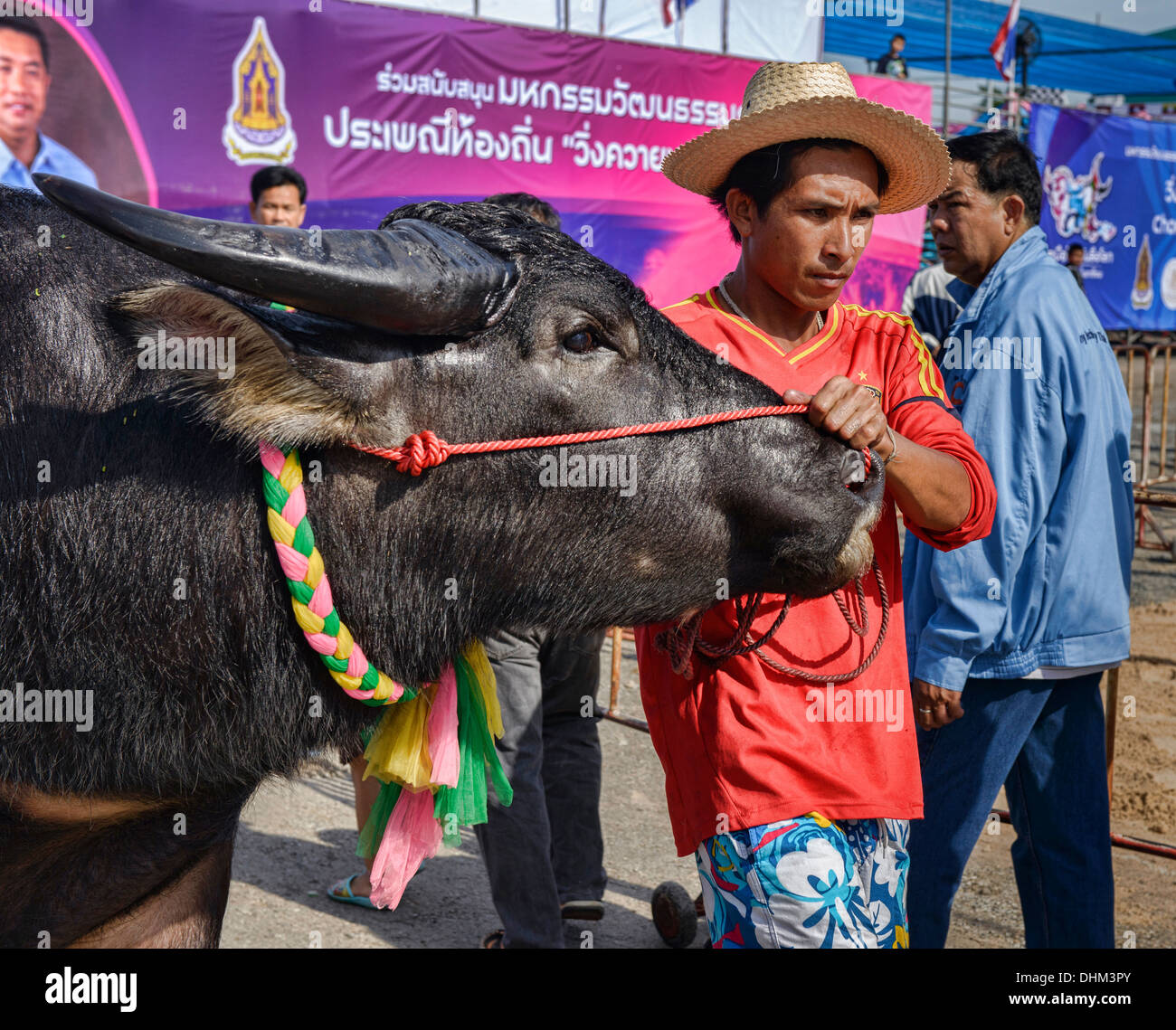 Bufalo d'acqua in Chonburi Buffalo Racing Festival, Thailandia Foto Stock