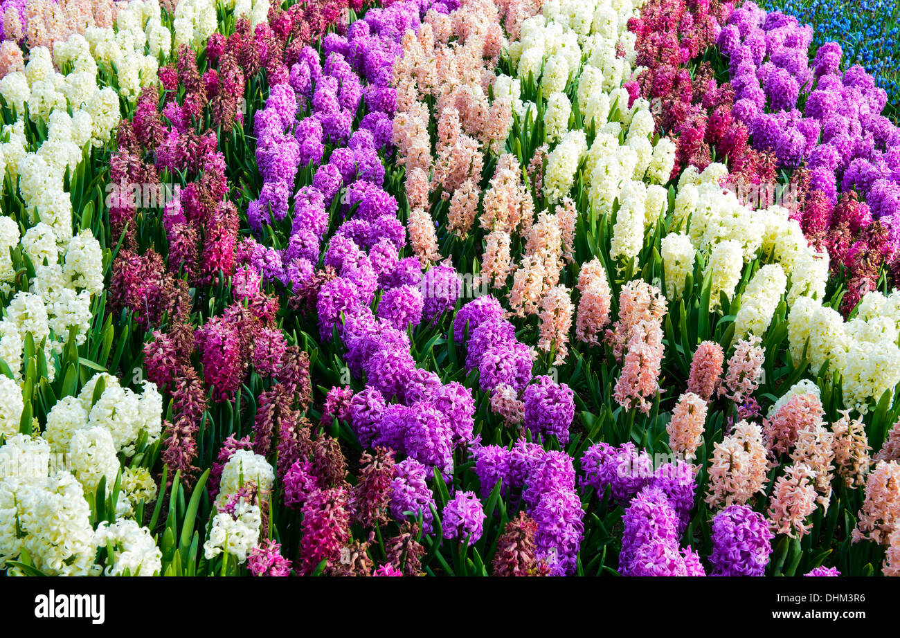 Campo di giacinti nei Paesi Bassi presso i giardini Keukenhof lisse 2013 Foto Stock