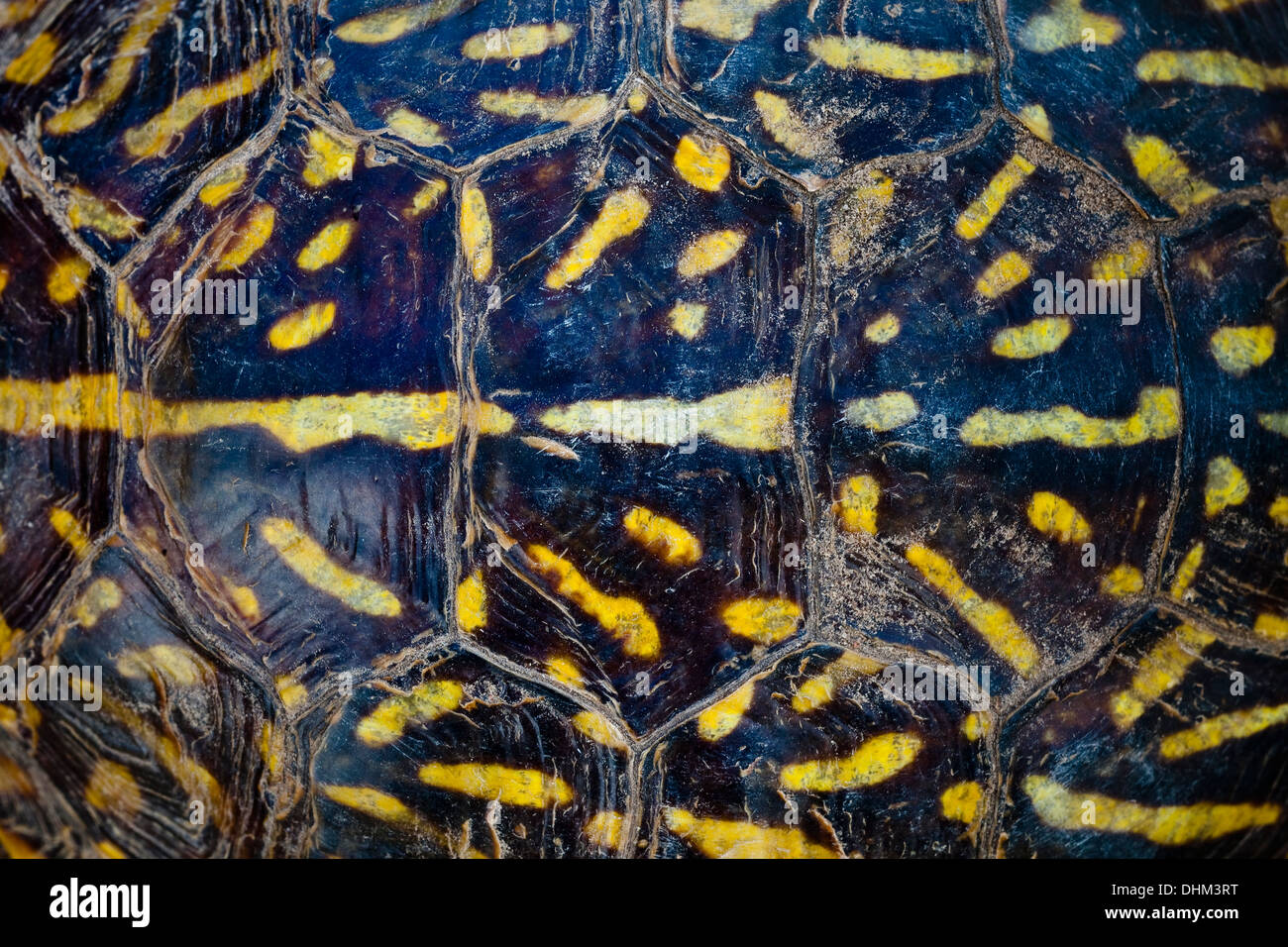 Casella di ornati tartaruga (Terrapene ornata) modello di guscio vicino a Crescent Lake National Wildlife Refuge, Nebraska Sandhills, Nebraska Foto Stock