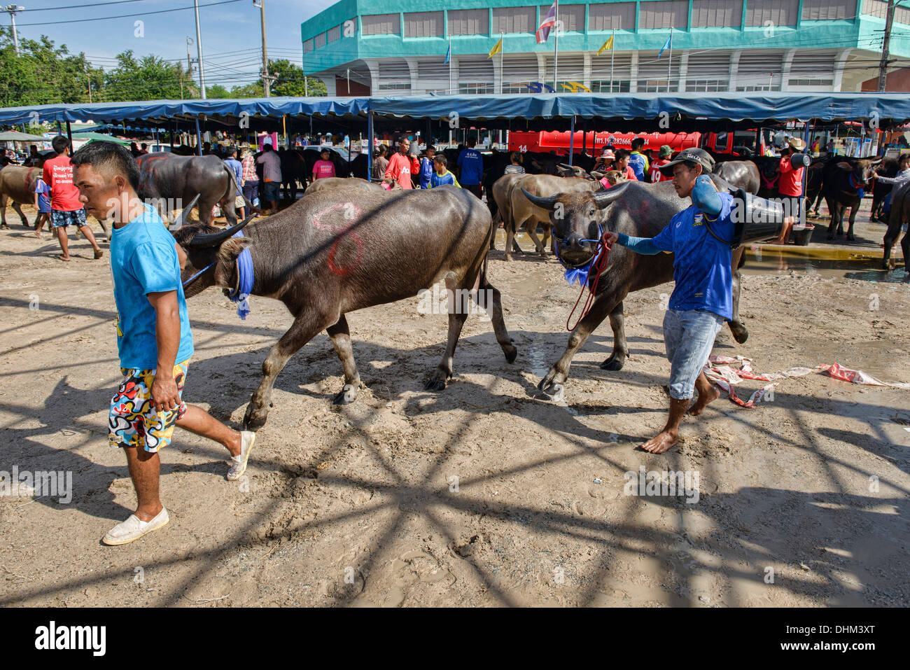 Bufali d'acqua in Chonburi Buffalo Racing Festival, Thailandia Foto Stock