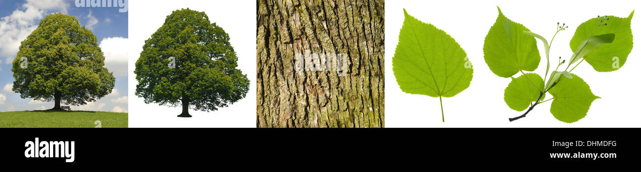 Unico albero di tiglio e foglia Foto Stock