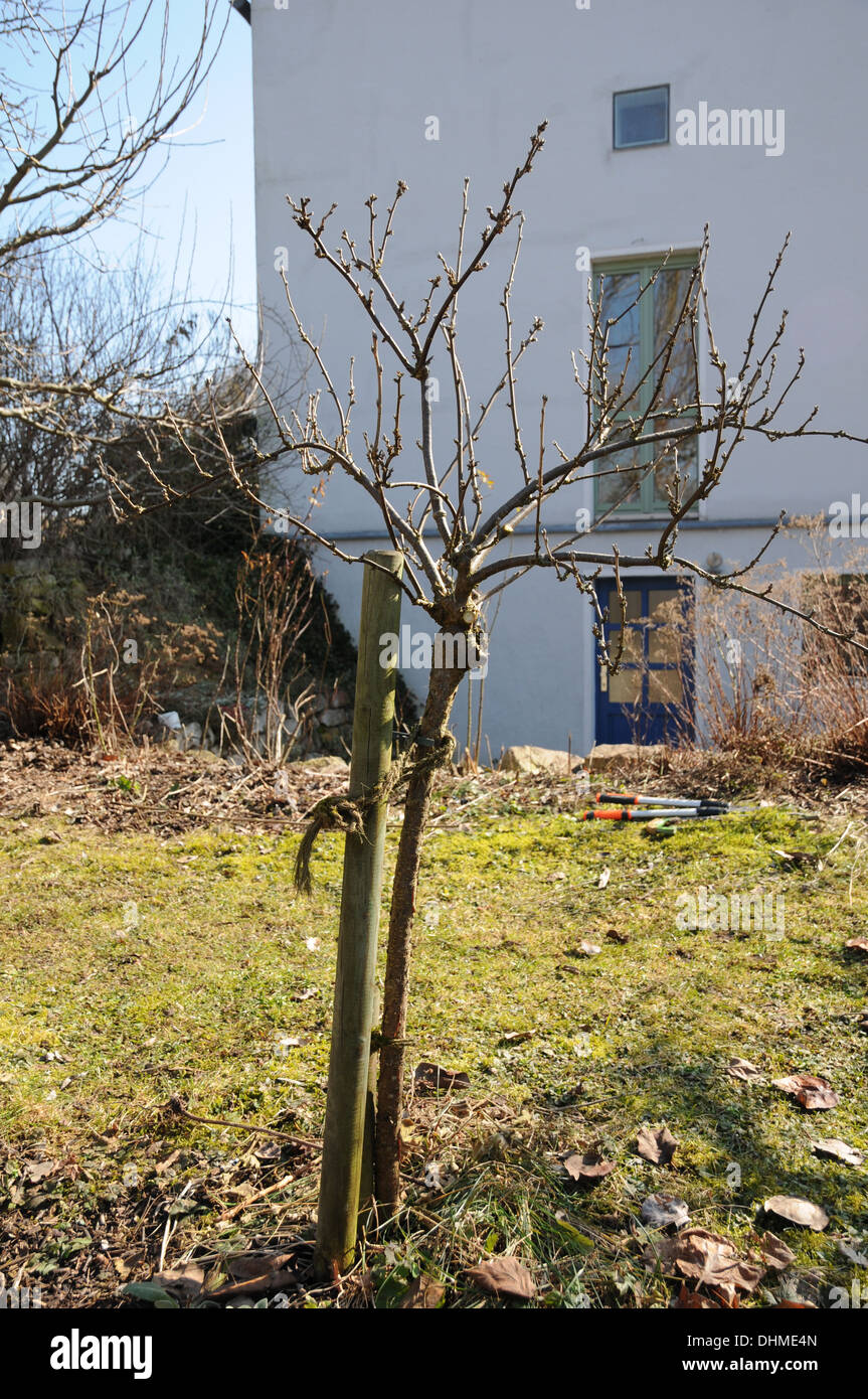 Assottigliare il ribes nero Foto Stock