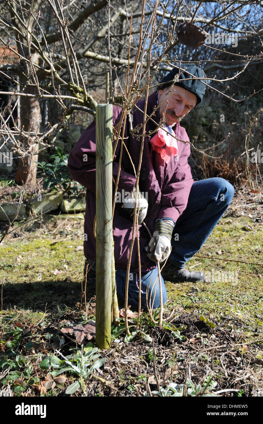La potatura di ribes nero Foto Stock