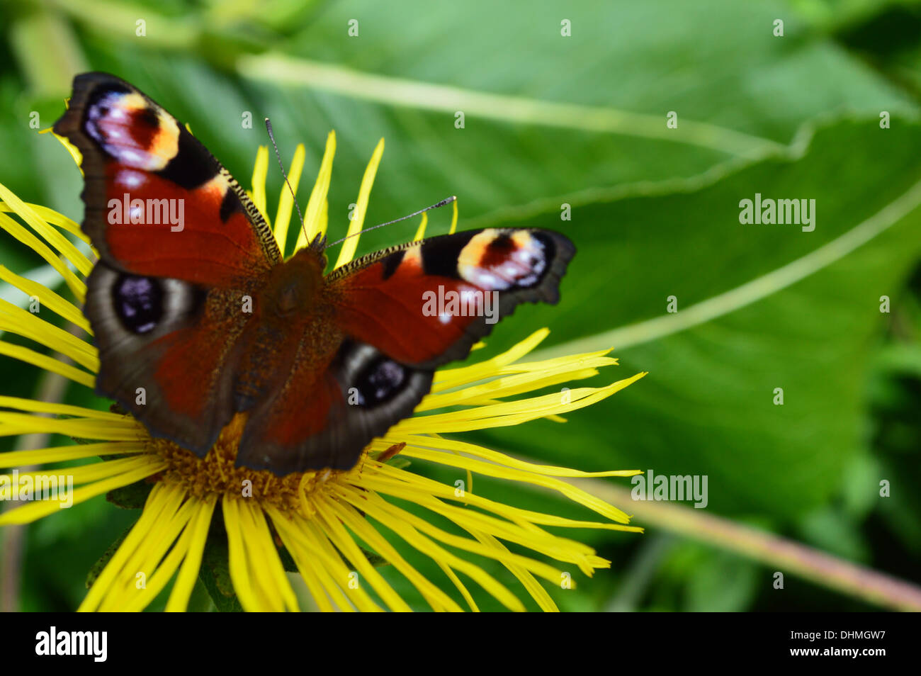 Un rosso admiral butterfly sul luminoso giallo fiore con profonda foglie verdi Foto Stock