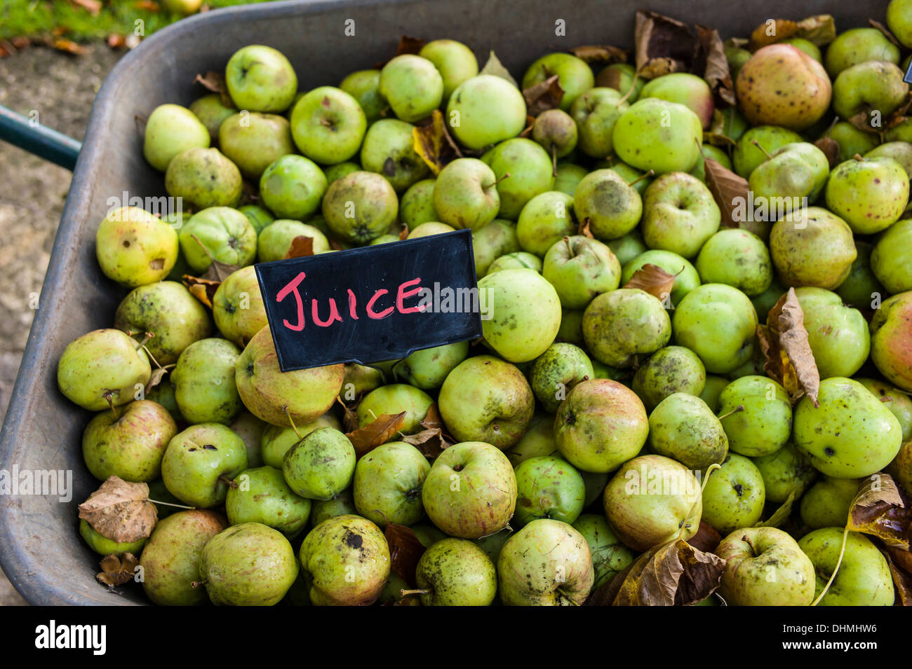 Ruota-Barrow-carico del patrimonio caduti mele per la vendita per la produzione di succhi Foto Stock