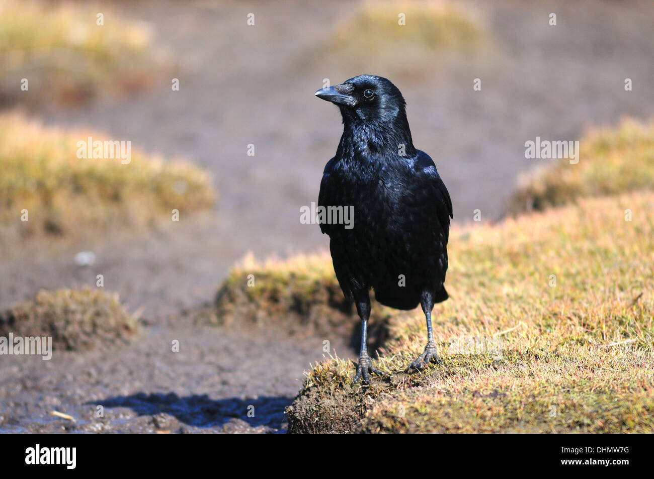 Un elegante nero carrion crow sul terreno a piedi REGNO UNITO Foto Stock