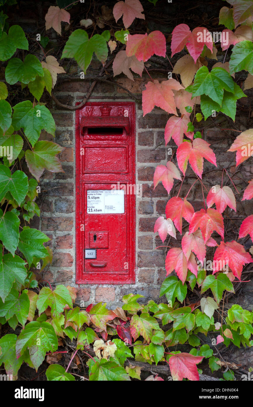 Red post box set nella parete circondata da Virginia superriduttore, Grantchester, Cambridge Regno Unito Foto Stock