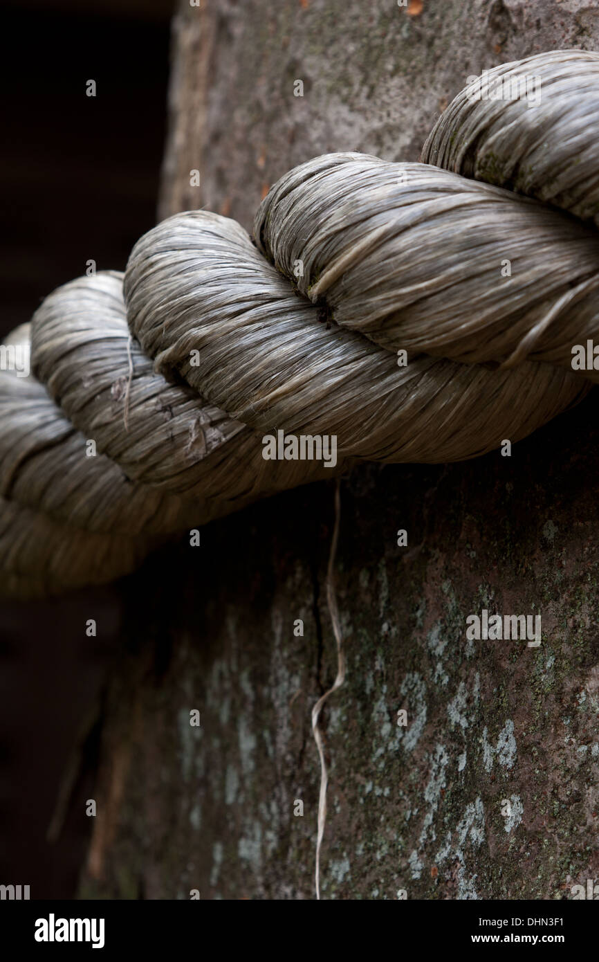 Shimenawa (corda sacra) intorno ad un albero presso un Santuario Shinto Kichijoji, Tokyo, Giappone. Foto Stock