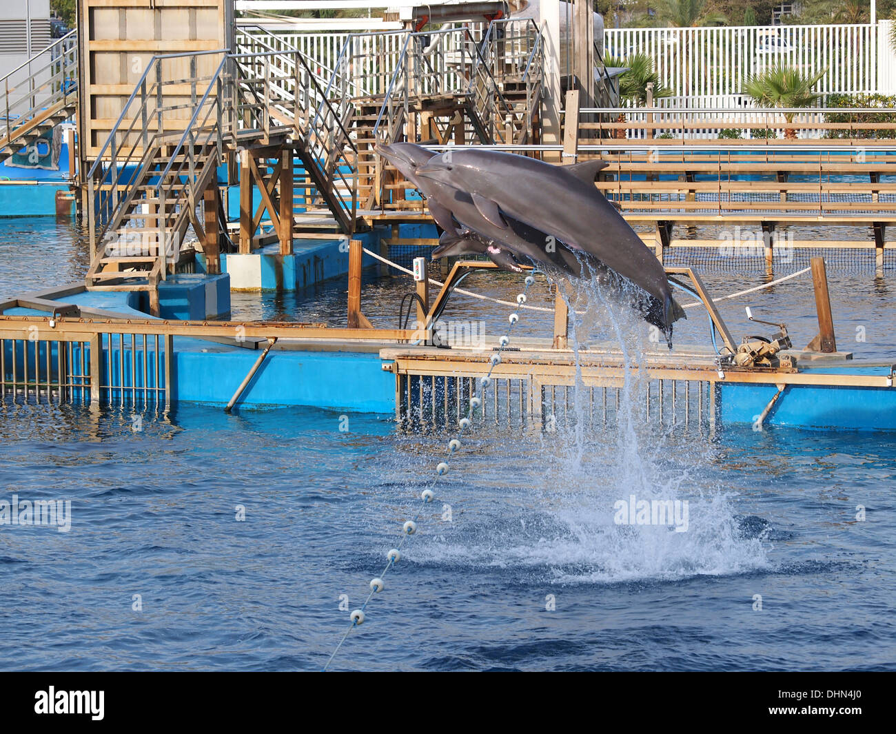 I delfini saltando in formazione in un acquario Foto Stock