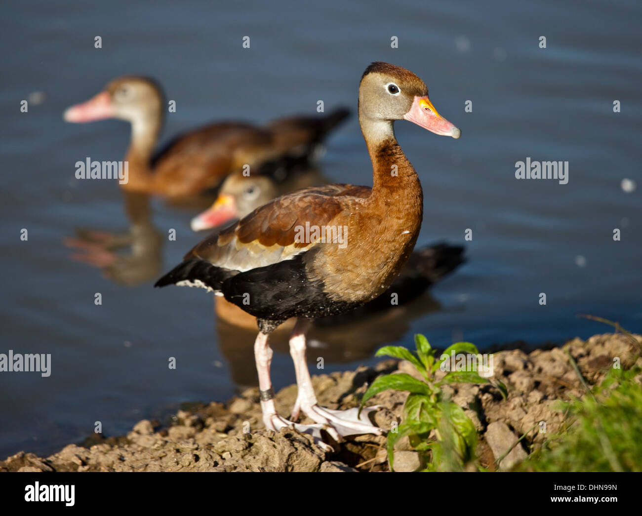 Sibilo Red-Billed anatra (dendrocygna autumnalis) noto anche come Black-Bellied sibilo Duck Foto Stock