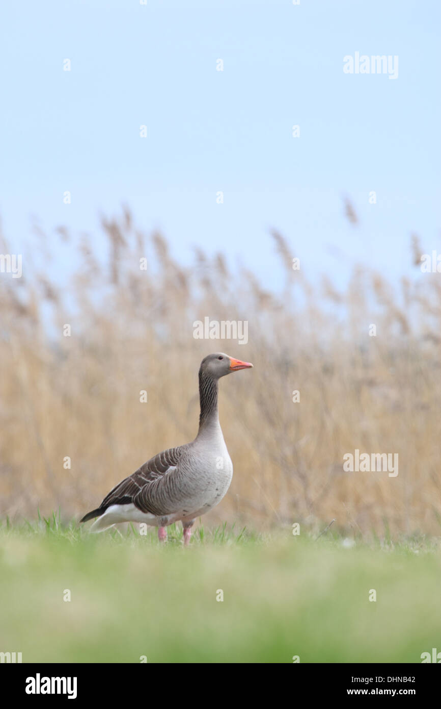 Graylag Goose (Anser anser), Europa Foto Stock