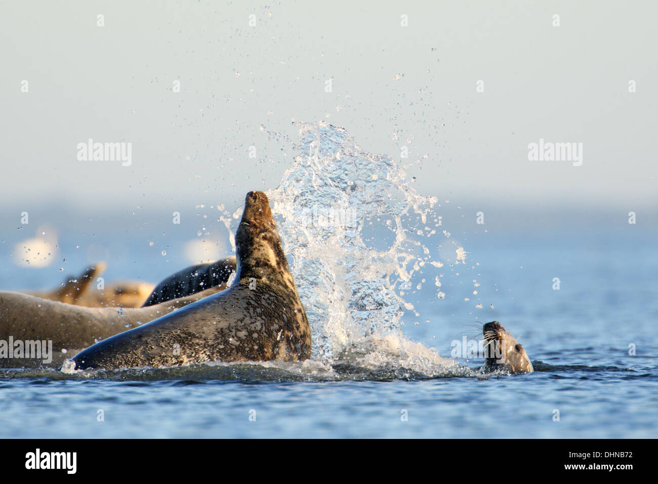 Guarnizione grigio (Halichoerus grypus) la lotta al Mar Baltico. L'Europa, Estonia Foto Stock