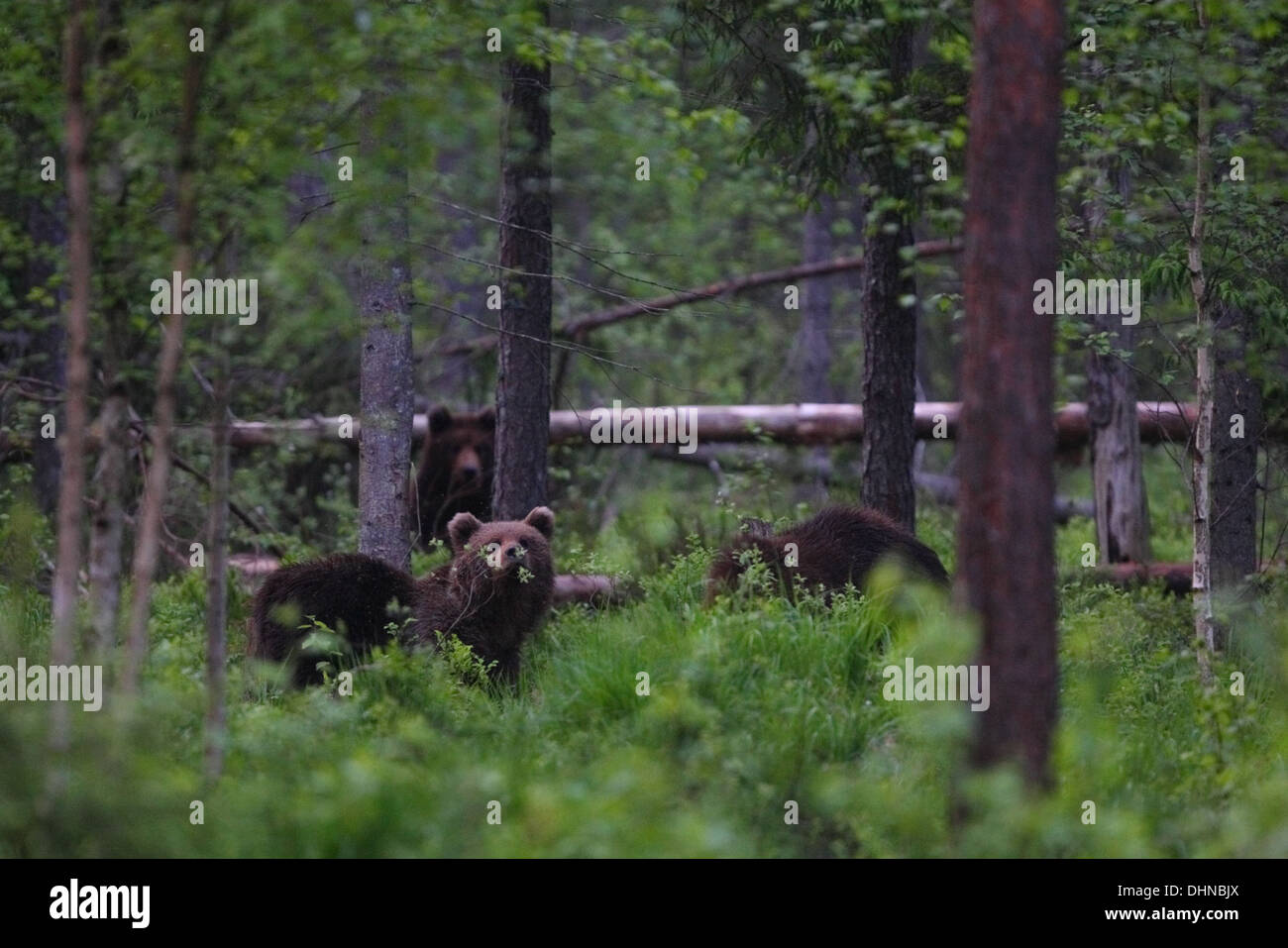 Tre giovani l'orso bruno (Ursus arctos) nella foresta. L'Europa, Estonia Foto Stock