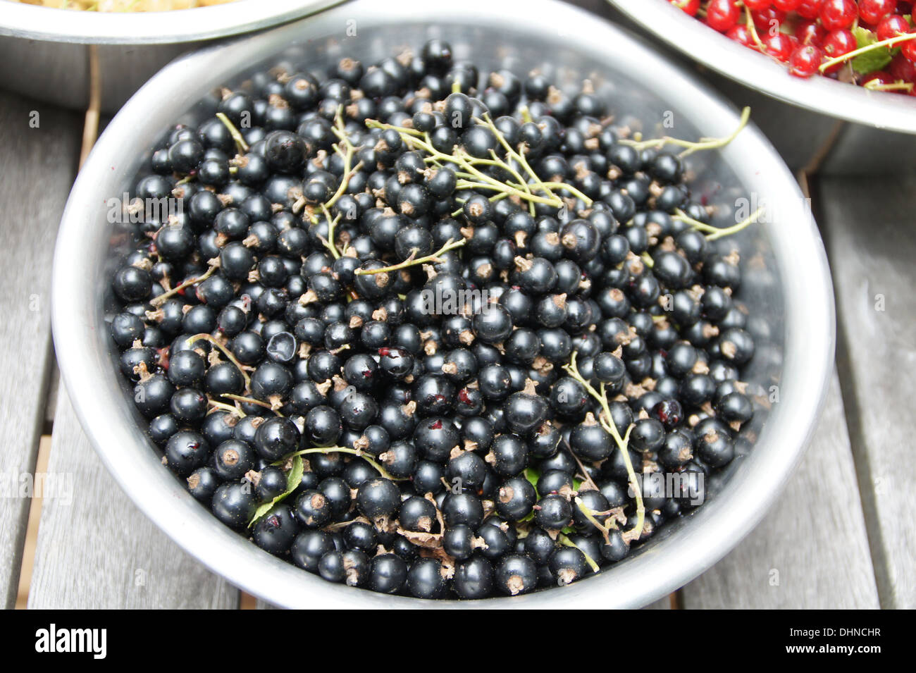 Ribes nero Foto Stock